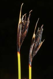 Attēlu rezultāti vaicājumam “Schoenus ferrugineus”