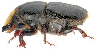 Attēlu rezultāti vaicājumam “Scolytus ratzeburgi”