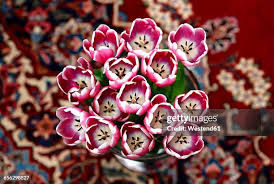 Attēlu rezultāti vaicājumam “Tulipa gesneriana flower”