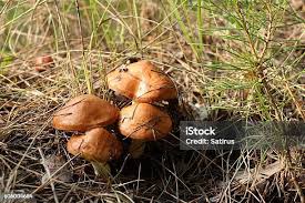 Attēlu rezultāti vaicājumam “Suillus granulatus”