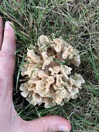 Attēlu rezultāti vaicājumam “Sparassis crispa”