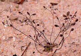 Attēlu rezultāti vaicājumam “Erophila verna fruit”