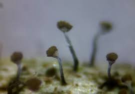 Attēlu rezultāti vaicājumam “Chaenotheca stemonea”