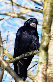 Attēlu rezultāti vaicājumam “Corvus frugilegus adult”