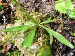 Attēlu rezultāti vaicājumam “Ranunculus auricomus leaf”