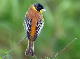 Image result for Emberiza melanocephala