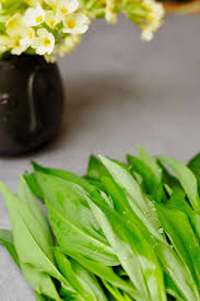 Image result for Bärlauch