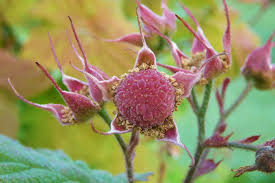 Attēlu rezultāti vaicājumam “Rubus parviflorus”