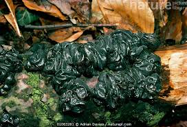 Attēlu rezultāti vaicājumam “Exidia glandulosa”