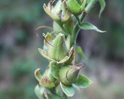 Attēlu rezultāti vaicājumam “Digitalis purpurea fruit”