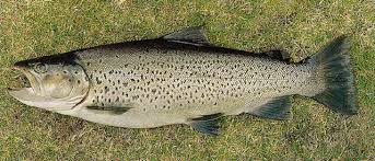 Image result for Salmo trutta trutta