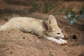 Attēlu rezultāti vaicājumam “Vulpes zerda”