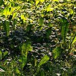 Attēlu rezultāti vaicājumam “Crepis paludosa leaf”