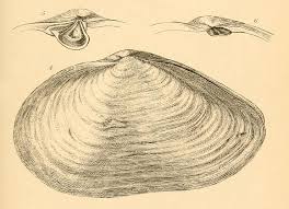 Attēlu rezultāti vaicājumam “Mya arenaria”