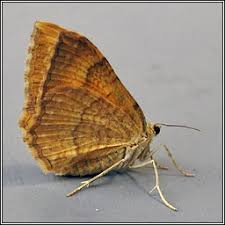 Attēlu rezultāti vaicājumam “Camptogramma bilineata”