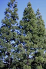 Attēlu rezultāti vaicājumam “Pinus”