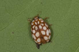 Attēlu rezultāti vaicājumam “Sospita vigintiguttata”