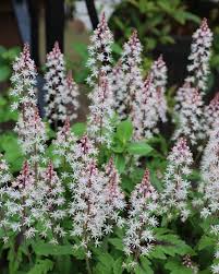 Attēlu rezultāti vaicājumam “Festuca altissima flower”