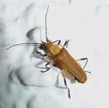 Attēlu rezultāti vaicājumam “Cantharidae”