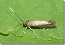 Attēlu rezultāti vaicājumam “Roeslerstammia erxlebella”