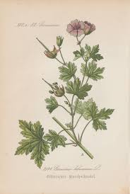 Attēlu rezultāti vaicājumam “Geranium bohemicum”
