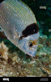 Image result for Diplodus vulgaris