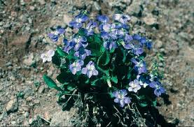 Attēlu rezultāti vaicājumam “Viola collina leaf”