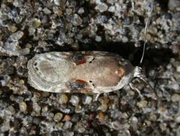 Attēlu rezultāti vaicājumam “Agonopterix alstromeriana”