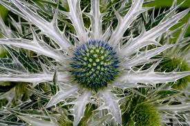 Attēlu rezultāti vaicājumam “Eryngium maritimum leaf”