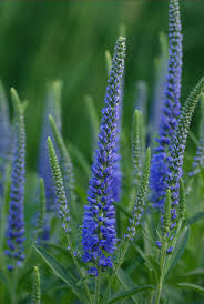 Attēlu rezultāti vaicājumam “Veronica spicata”