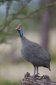 Attēlu rezultāti vaicājumam “Numida meleagris”