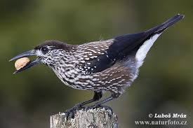 Image result for Nucifraga caryocatactes