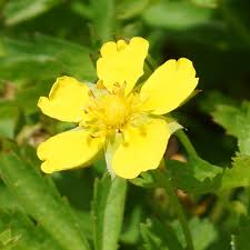 Attēlu rezultāti vaicājumam “Potentilla reptans”