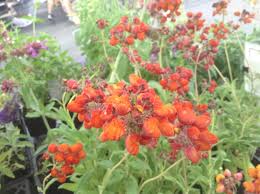 Image result for Calceolaria integrifolia
