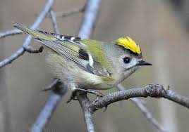 Attēlu rezultāti vaicājumam “Regulus regulus”