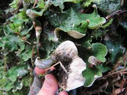 Attēlu rezultāti vaicājumam “Peltigera aphthosa”