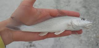 Image result for Menticirrhus littoralis