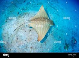 Image result for Aetomylaeus bovinus