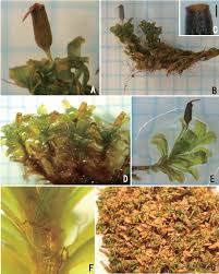 Attēlu rezultāti vaicājumam “Saelania glaucescens”