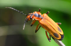 Attēlu rezultāti vaicājumam “Cantharidae”
