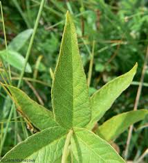 Attēlu rezultāti vaicājumam “Lysimachia vulgaris fruit”