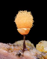 Attēlu rezultāti vaicājumam “Enerthenema papillatum stalked”