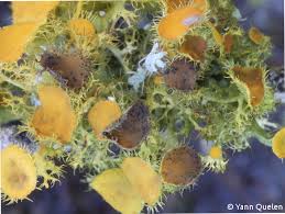 Attēlu rezultāti vaicājumam “Lichenoconium xanthoriae”