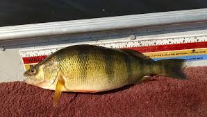 Image result for Perca flavescens