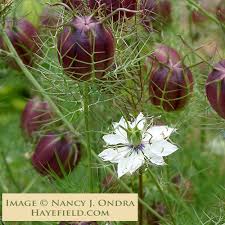 Image result for Nigella damascena