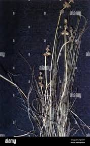 Attēlu rezultāti vaicājumam “Stuckenia filiformis flower”