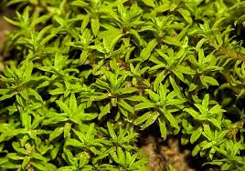 Attēlu rezultāti vaicājumam “Barbula unguiculata macro”