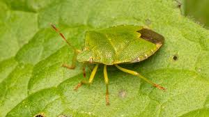 Attēlu rezultāti vaicājumam “Palomena prasina”