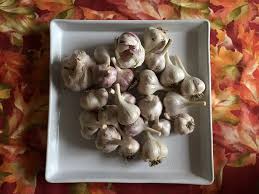 Attēlu rezultāti vaicājumam “Allium sativum fruit”