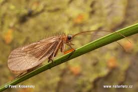 Attēlu rezultāti vaicājumam “Chaetopteryx villosa”